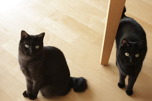 それってサボリたいだけじゃないの? 不満な黒黒達