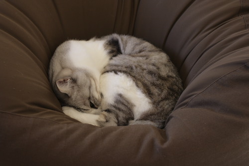 がっかりだよ ふて寝のお坊ちゃん