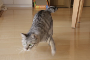とうっ! 飛びかかるお嬢さん