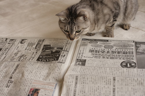 おかーさんも読んだ? 新聞を読むお嬢さん