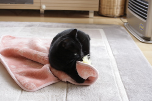 GET!!! 猫じゃらしを捕まえた小娘