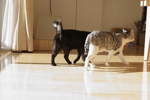 こっち、こっち! 連れだって行くお坊ちゃんと小僧