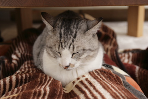 ずっしり 重しになるお坊ちゃん