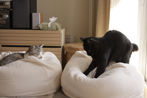 こねこね こねる小僧