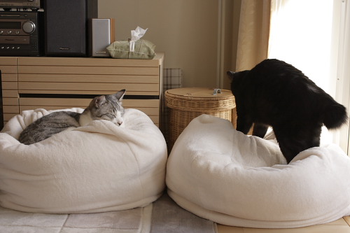 さらにこねこね さらにこねる小僧
