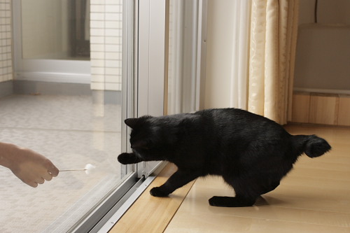 捕まえちゃうの 窓越しに手を伸ばす小娘