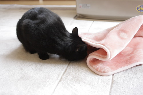 どこにいったの? 遊ぶ小娘3