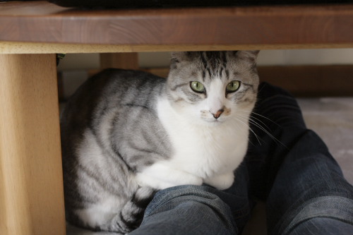 いつもより時間がかかったんじゃない? 足の上にのるお坊ちゃん