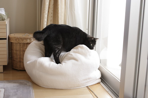 こねこね♪ 移動した小僧