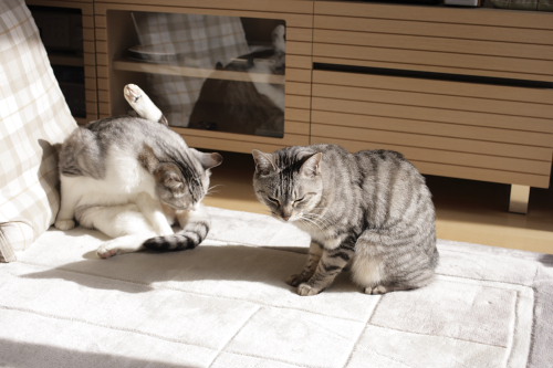 ちょっと寝過ごしちゃった 縞縞兄妹