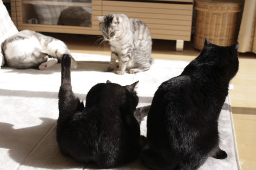 集合写真 縞縞黒黒