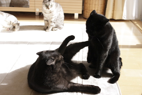 やるか?やるの! 黒黒兄妹戦闘開始