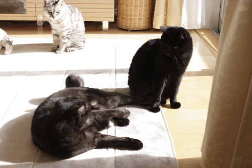 自分は悪くないもん! 黒黒兄妹言い合い