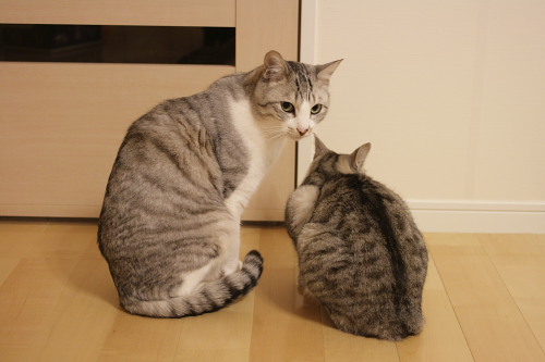 猫権を軽んじてると思う! 縞縞兄妹