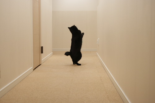 独り占めなの 立ち上がる黒い影