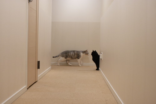 仕事部屋をダブルチェック! 仕事部屋へ向かうお坊ちゃん