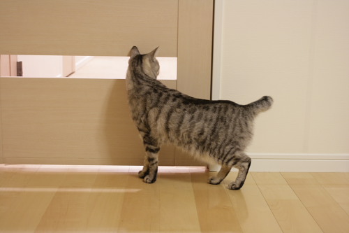 あれれ? 廊下を覗くお嬢さん
