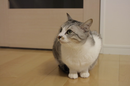 注文! ご飯に起きてきたお坊ちゃん