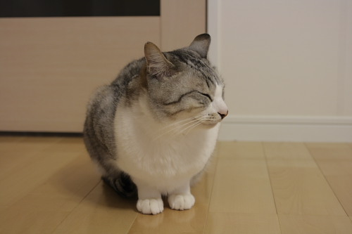 お断りだね つれないお坊ちゃん