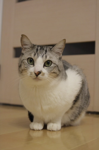 僕のせいにしないでよね きっぱりと言い切るお坊ちゃん