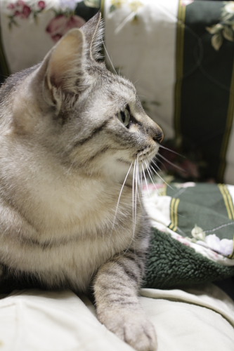 こたつがあるって素敵♪ コタツ猫お嬢さん