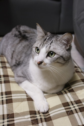何言ってるの? すっかり馴染んだお坊ちゃん