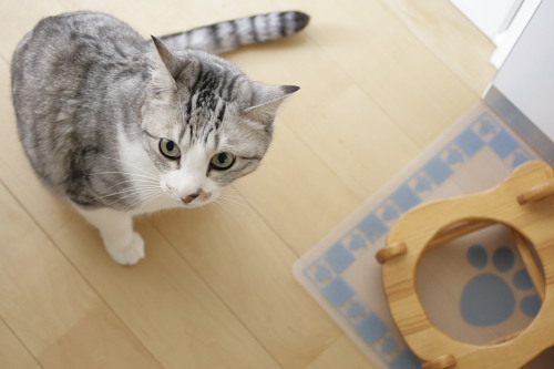 注文! お腹は空いてるお坊ちゃん