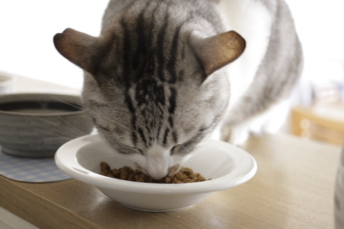 カリカリのほうが安心 食べるお坊ちゃん