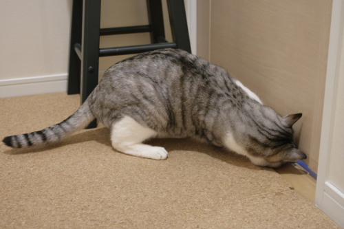 誰かいますか? 下からのぞき込むお坊ちゃん