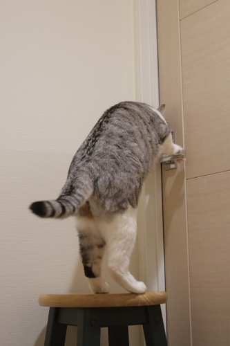 むぅ~、開かない! ドアを開けたいお坊ちゃん