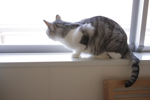 お薬なんか嫌いだ 窓辺にたたずむお坊ちゃん