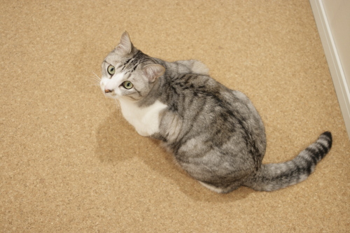 待って!待って! 慌てるお坊ちゃん