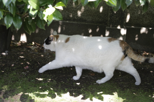 ばばーん! 迫力の三毛猫