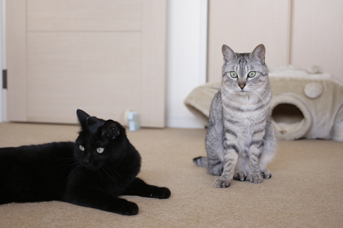 傍観者 小娘とお嬢さん
