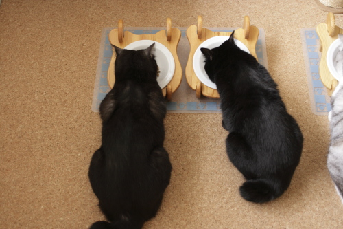 急げ、急げ 黒黒兄妹