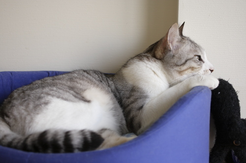お土産もくれないしさ お坊ちゃん