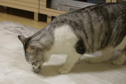 もらった! 小僧玉をくわえるお坊ちゃん