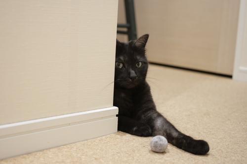 これは僕の毛玉ボールなんだから 毛玉の主、小僧
