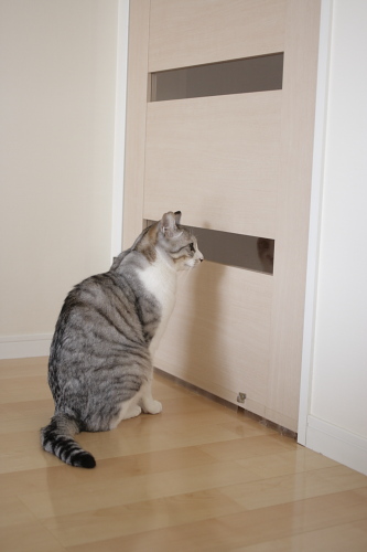 戻ってくるといけないから お坊ちゃん