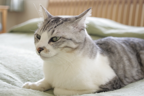 正直に言ってみてよ お坊ちゃん