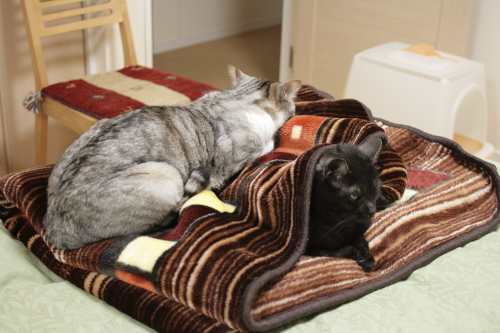 これは猫団子とは言わない 小僧をあんかにするお坊ちゃん
