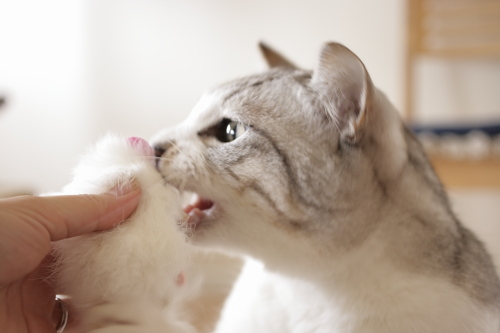 待ってられない! 待ちきれないお坊ちゃん