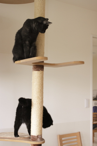 使えないとなると使いたい 猫タワーに集まる黒黒さんその2