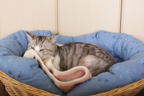 気を遣ってるんだよ 広々ベッドのお坊ちゃん