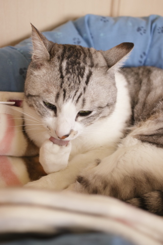 ぺろりん お手手を舐めるお坊ちゃん