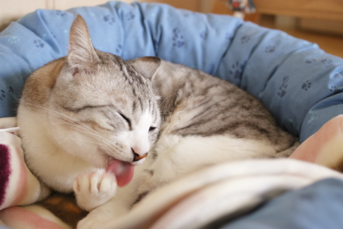 ふふふ~ん♪ 鼻歌を歌いながらお手入れ中のお坊ちゃん