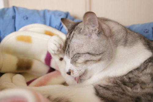 テレ ちょっと照れるお坊ちゃん
