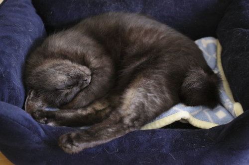 意外と平気 猫ベッドで寝る小僧