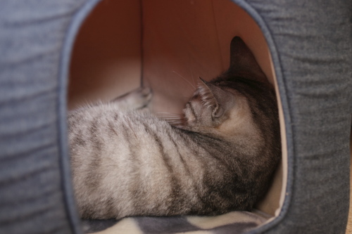 そうでもないけどなぁ 猫小屋で寝るお嬢さん