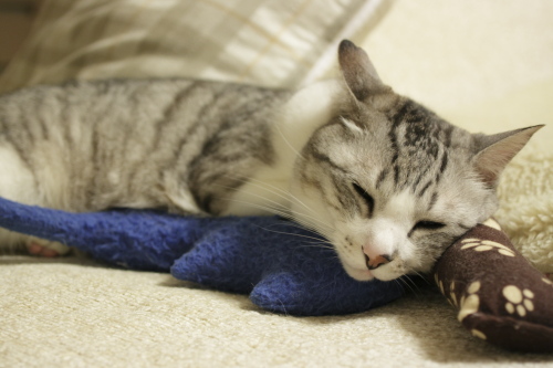 このままじゃ体が弱っちゃう 弱ってるフリ?なお坊ちゃん
